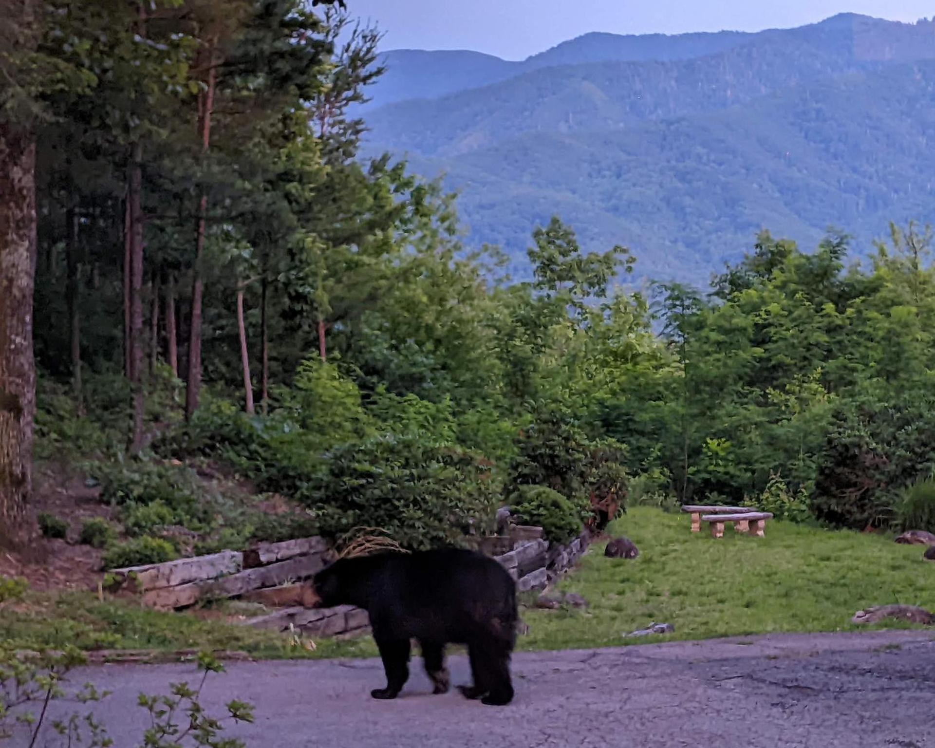 Real Log Cabin With Amazing Views, Hot Tub, Sauna, Games Gatlinburg Exterior foto